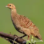 تيتر باكستاني