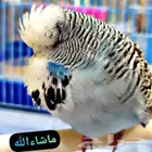 للبيع زوج بادجي انقليزي