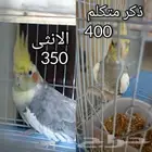 الذكر متكلم ماشاء ومرح وبصحه جيده والانثى معروف غير متكلمه