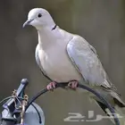 حظيرة يمام النخيل قوقسي ابو طوق بري