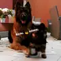 جيرمن شيبرد جراوي بيور 
Germanshepherd puppy 