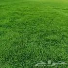 تيل طبيعى شبكات رى الزلفي