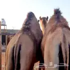 قعدان طيبه