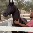 للبيع حصان دماء جمال اسود كحل