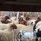 ذبائح بلدي نعيمي حريات وتيوس ومسلخ