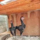 اللهم يا رزاق يا ذا القوه المتين ارزقني وأنت خير الرازق يا ر