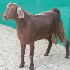 تيس مصري صافي مشروع فحل مشروط تم البيع