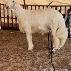 خروف صنف الصنف حرش كفوو جد