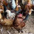دجاج