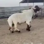فحل نعيمي صنف فاخر للبيع