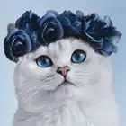 فندقه للقطط والطيور