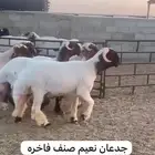 جدعان نعيم صنف للبيع