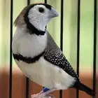 ازواج بوم فنش(تم البيع)