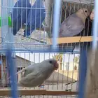 للبيع زوجين روز
