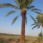 نخل للبيع كل المقاسات متوفره بفضل الله