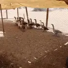 وز بلدي للبيع