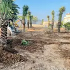 نخل جثايث للبيع وفسائل في جده وتوصيل إلى جميع مناطق المملكة