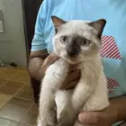 قطط هملايا شكوتش للتبني
