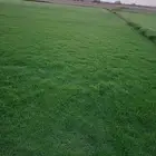 ثيل سي2000 صافي وطبيعي جراده قولي