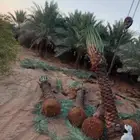 نخل اخلاص كبار ثلاثه متر