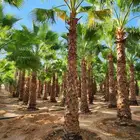 يوجد لدينا نخيل واشنطني