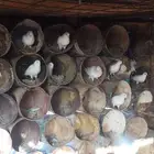 حمام فرنسي موجود بالحناكيه