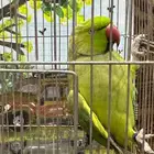 ذكر دره انتاج محجل