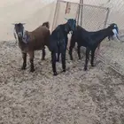 طليان وتيوس ذبايح بريه طيبه