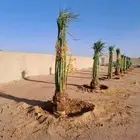 نقوم ب قلاع وغرس وتكريب النخيل