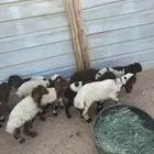 دواغير نعيم العدد 11 فيها (7 خرفان 4 رخال )