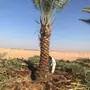 لتوريد النخيل عربي واشنطن