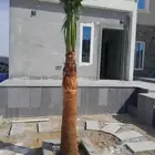 نخل لبيع واشنطونيا زينه ونخيل عربي مثمر