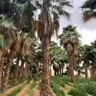 نقوم بتوريد أنخيل وغرسه وتنفيذ بنا حجر الطبيعي تسوير المزراع