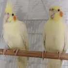 (تم البيع ) زوجين كروان(تم البيع )