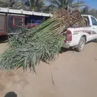 يتوفر لدينا جميع انواع نخيل