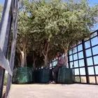 يوجد لدينا زيتون معمر مثمر جميع الأحجام ويوجد وسط ويوجد شتلا
