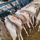 موقعنا الرياض مكه الباحه معشوقه خميس مشيط تبوك