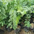 شتلات شجرة التمر الهندي