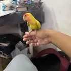 روز هدد للبيع