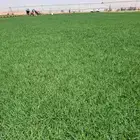 ثيل سئ 2000صافي وطبيعي الموقع الخرج