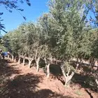 اشجار زيتون للبيع باحجام كبيره ووسط