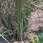 فسايل نخل مثمره للبيع فروخ نخل للبيع مثمر