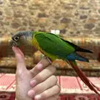 كنيور اليف وهدد ولعوب بسعر كفووو