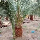 نخيل مثمره نادره للبيع لأنواع شمشوله حوشانه مجدوله شيرازي