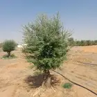 اشجار