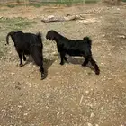 عنز بولدها