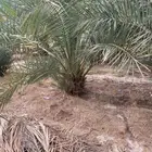 القصيم
