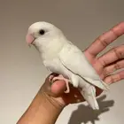 روز البينو ( تم البيع )