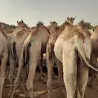 حشيان صومالي تبارك الرحمن