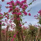 مشاتل اشجار جهنميه جميع المقاسات واشجار زينه ومثمره كبيروسغي